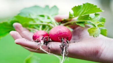 Digging Into the Basics of Vegetable Gardening