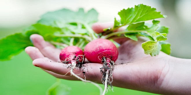 Digging Into the Basics of Vegetable Gardening